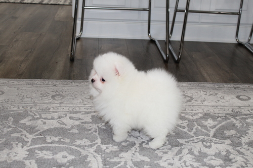 charming and adorable lovely male and female Pomeranian Puppies available Image eClassifieds4u