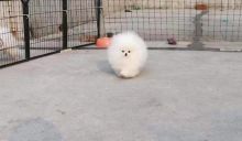 Gracious and Awesome Pomeranian Puppies For Sale Image eClassifieds4U