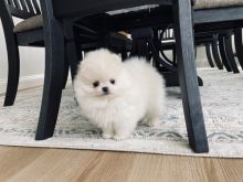 Nice Pomeranian Puppies free to good homes Image eClassifieds4U