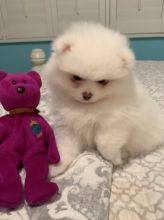 Two lovely teacup Pomeranian Babies Ready Image eClassifieds4U