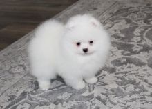 two Pomeranian puppies for adoption, Male and Female. Image eClassifieds4U