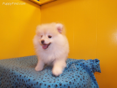 Pomeranian Pups for Available Image eClassifieds4u