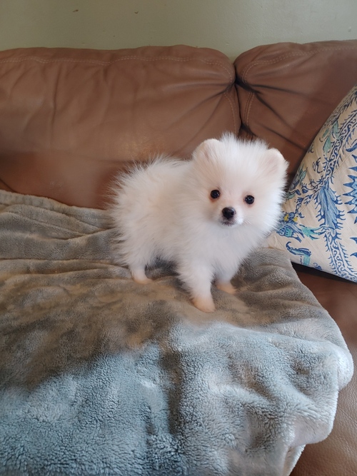 sweet white Pomeranian puppies available for a new home. Image eClassifieds4u