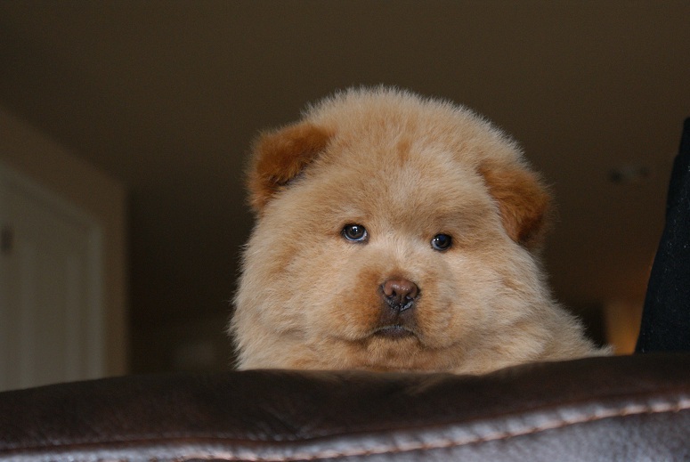 Charming Chow Chow Puppies Available Image eClassifieds4u