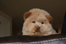 adorable Chow Chow puppies