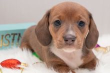 Ckc Dachshund Puppies Email at us [ mountjordan17@gmail.com ]