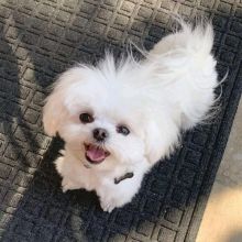 Adorable outstanding Maltese puppies ready