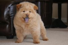 Affectionate Chow Chow Puppies.