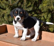 Beagle Puppies For Sale Text +1 (516) 262-6359