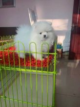 Cute Pomeranian Puppies Ready For Free Adoption