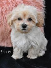 Cutie Maltipoo Puppies For Sale Text +1 (516) 262-6359