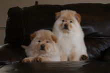 outstanding Chow Chow puppies.