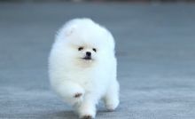 Premium Teacup Pomeranian Puppies