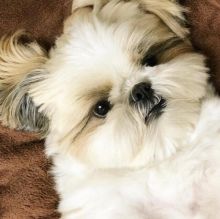 Remarkable Ckc Shih Tzu Puppies Email at us [ mountjordan17@gmail.com ]