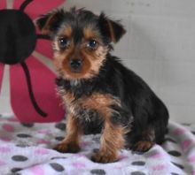 Yorkshire Terrier Puppies For Sale Text +1 (516) 262-6359