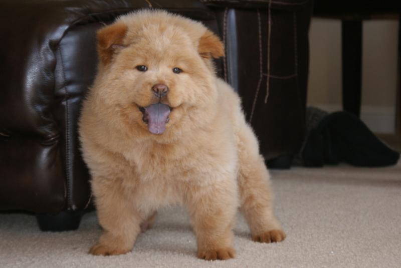 Affectionate Chow Chow Puppies. Image eClassifieds4u