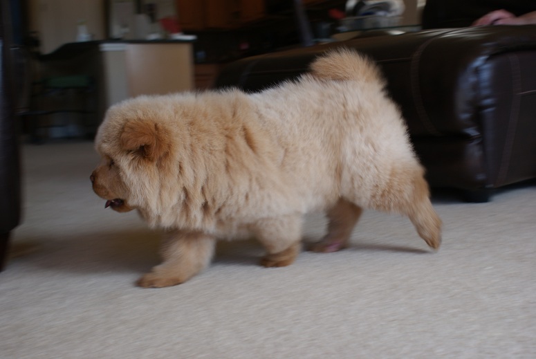 available cute baby chow chow puppies. Image eClassifieds4u