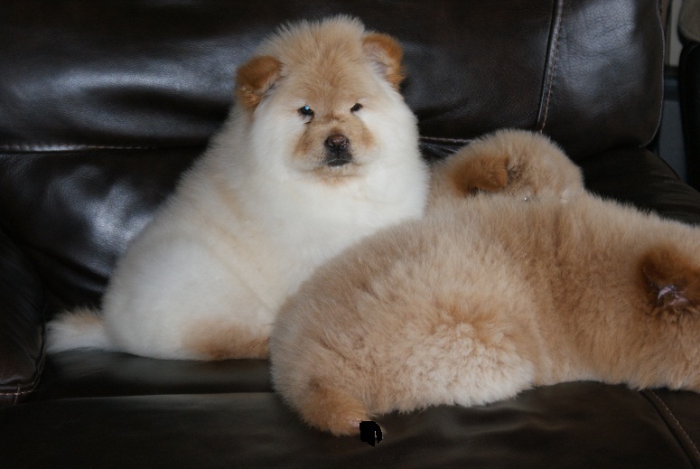 chow chow puppies available Image eClassifieds4u