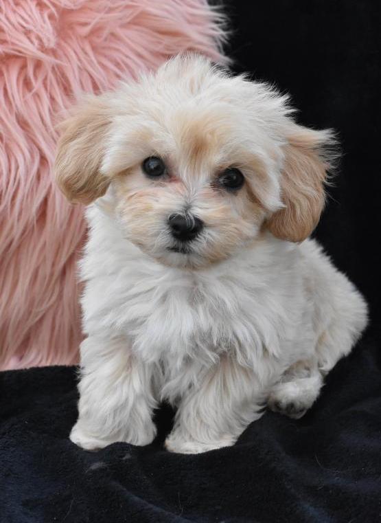 Cutie Maltipoo Puppies For Sale Text +1 (516) 262-6359 Image eClassifieds4u