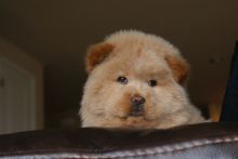 Charming Chow Chow Puppies Available Image eClassifieds4U