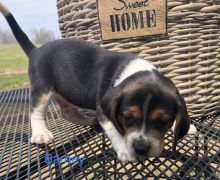 Beagle Puppies For Sale Text +1 (516) 262-6359 Image eClassifieds4u 3