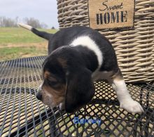 Beagle Puppies For Sale Text +1 (516) 262-6359 Image eClassifieds4u 2