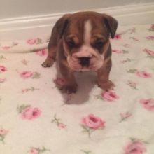 Ckc English Bulldog Puppies Email at us [ mountjordan17@gmail.com ] Image eClassifieds4U