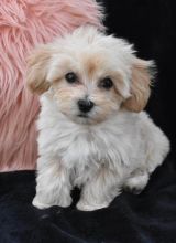 Cutie Maltipoo Puppies For Sale Text +1 (516) 262-6359 Image eClassifieds4u 3