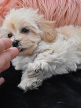 Cutie Maltipoo Puppies For Sale Text +1 (516) 262-6359 Image eClassifieds4u 2