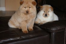 HEALTHY CHOW CHOW PUPPIES Available Image eClassifieds4U