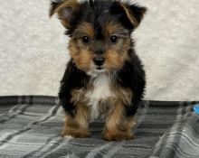 Yorkshire Terrier Puppies For Sale Text +1 (516) 262-6359 Image eClassifieds4u 3