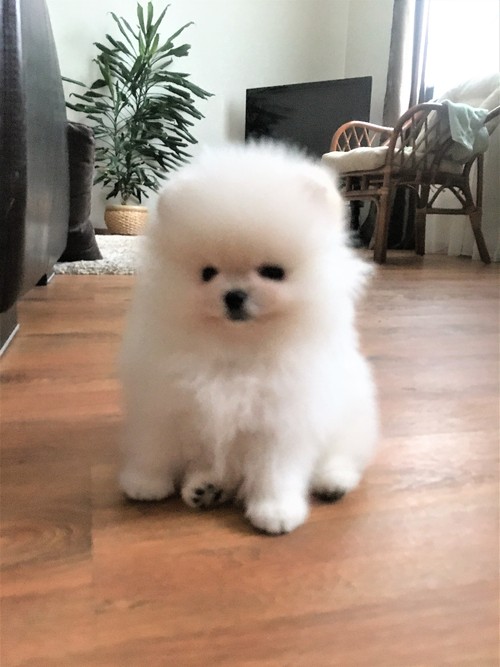 Pure breed 11 week old Pomeranian puppies with an amazing disposition. Image eClassifieds4u