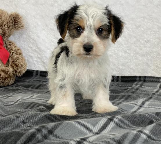 Yorkshire Terrier Puppies For Sale Text +1 (516) 262-6359 Image eClassifieds4u