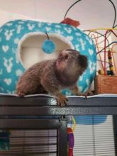 Diapers trained Marmoset Monkeys for lovely families