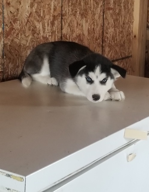 Blue Eyes Siberian Husky Puppies for Adoption Image eClassifieds4u