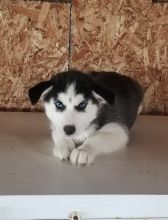 Blue Eyes Siberian Husky Puppies for Adoption Image eClassifieds4U