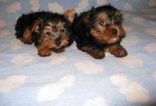 Amazing Home Raised Yorkie puppies