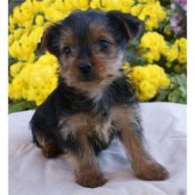 Accomplished Capable Competent Yorkie Puppies for A Wonderful Family