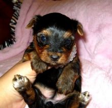Alluring Appealing Charming Cute Yorkie Puppies For Adoption
