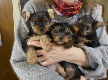 Male ACA Yorkie Puppies