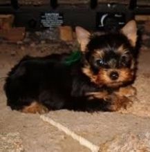 Male AKC Teacup Yorkie