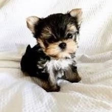 Tiny Teacup Yorkie Available For A New Home