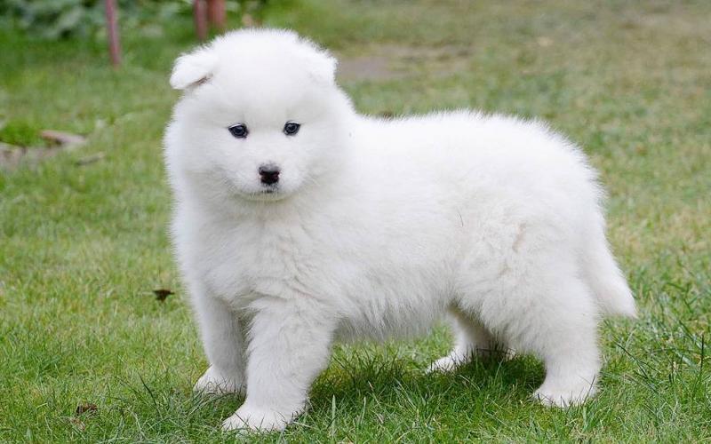 Magnificent and Sweet Samoyed Puppies Ready Image eClassifieds4u