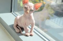 Amazing Sphynx Kittens