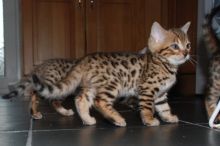 Brown Rosette Bengal kitten
