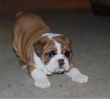 Good Looking Male And Female English bulldog Puppies