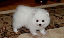 Lovely Pomeranian Puppies