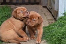 Magnificent Dogue de Bordeaux Puppies