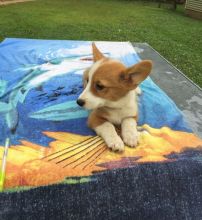 Smart Pembroke Welsh Corgi Puppies for Adoption