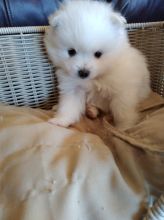 2 Teacup Pomeranian Puppies Available